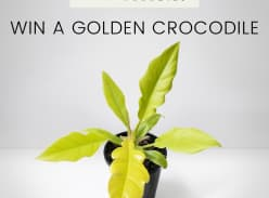 Win a gorgeous Philodendron Golden Crocodile