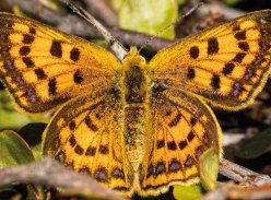 Win 1 of 3 copies of a Naturalists Guide to the Butterflies & Moths of Aotearoa