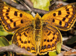 Win 1 of 3 copies of a Naturalists Guide to the Butterflies & Moths of Aotearoa