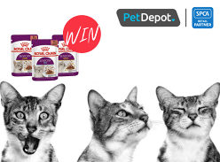 Win a box of pouches from Royal Canin