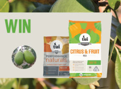 Win a feijoa planting pack