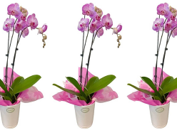 Win a Gellert’s double colour Phalaenopsis Orchid