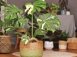 Win a Monstera Thai Constellation with Gellerts