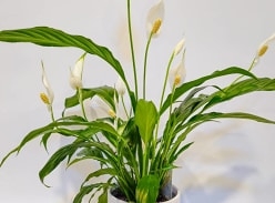 Win a Peace Lily with Gellerts