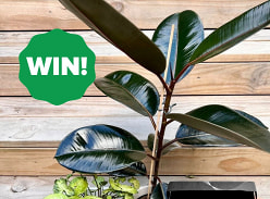 Win a PeaceofMind Pack from Fabgardenmama Plant Boutique