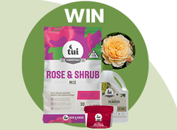 Win a Rose Planting Pack