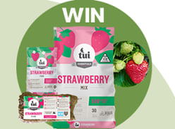 Win a Strawberry Planting Pack