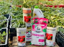 Win a Strawberry Planting Pack