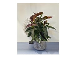 Win an Anthurium Plant with Gellerts