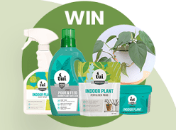 Win an Indoor Plant Pack