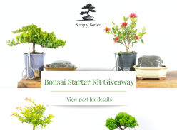 Win Bonsai Starter Kit