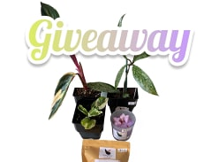 Win Healthy Stromanthe Triostar, Hoya Australis Splash and a 20 pack of Wax Melts