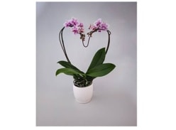 Win heart-shaped orchids for Mother’s Day