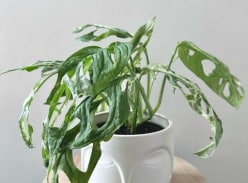 Win Monstera Monkey Mask Mint Plant