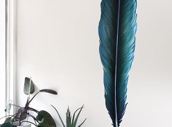 Win Our Stunning 1m High Tui Feather Wall Decal