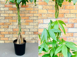 Win Pachira Aquatica Braided Money Tree