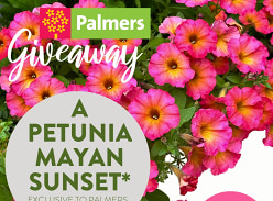 Win Petunia Mayan Sunset 1.5L Pot