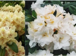 Win rhododendrons and azaleas with Blue Mountain Nurseries
