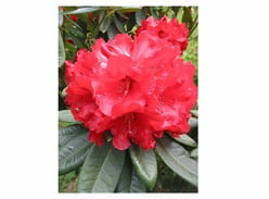 Win Rhododendrons with Blue Mountain Nurseries