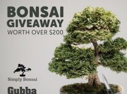 Win your very own Bonsai Tree